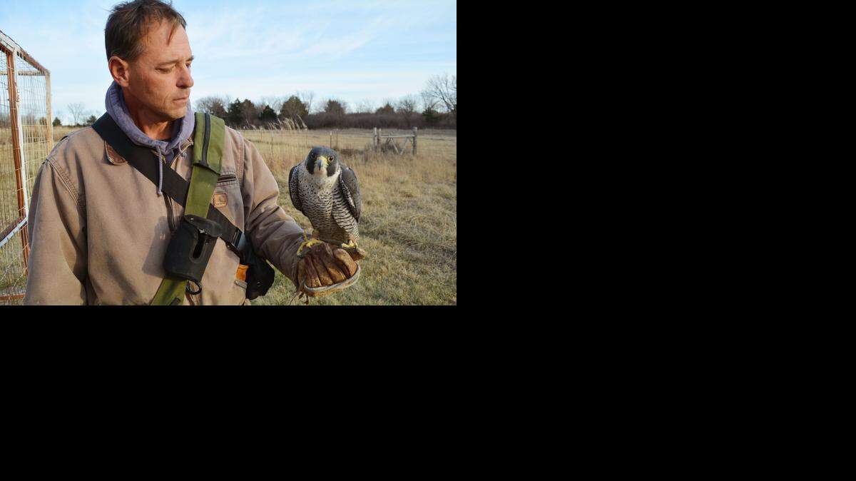 
Doug Burt of Council Grove, Kan., takes his peregrine falcon, Cowboy, out of its cage before heading out for a duck hunt.
