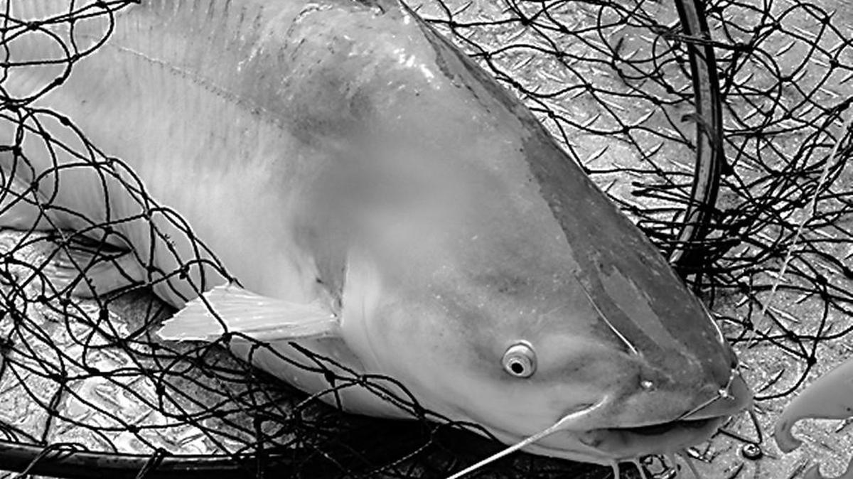 Catfish