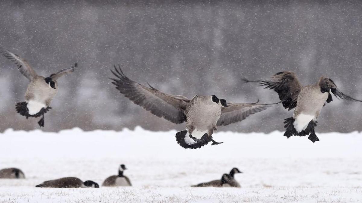 Three geese prepared to land at Berkley Riverfront Park in early 2015.