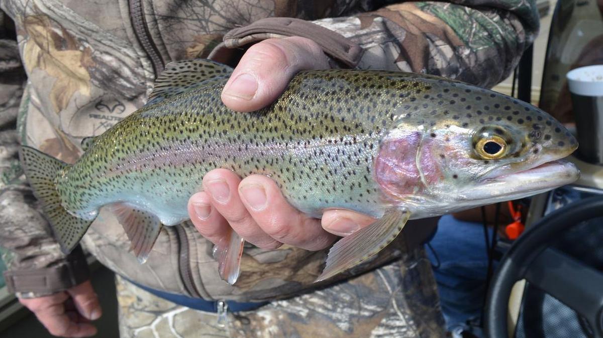 The rainbow trout is still spreading spring fever across Missouri and Kansas 140 years after its arrival here.