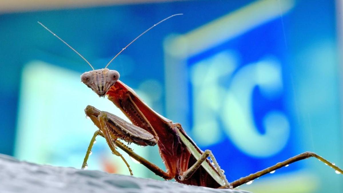 #RallyMantis is no more.