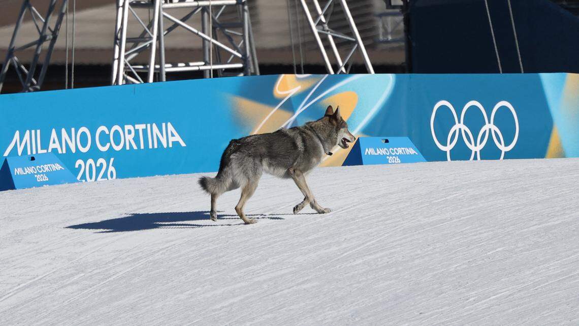 Google had a fun tip of the cap to the dog that crashed Olympic event
