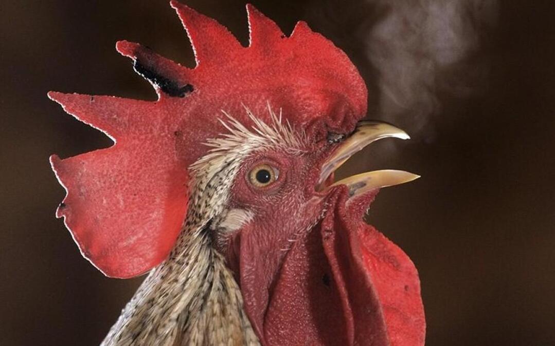 A rooster.