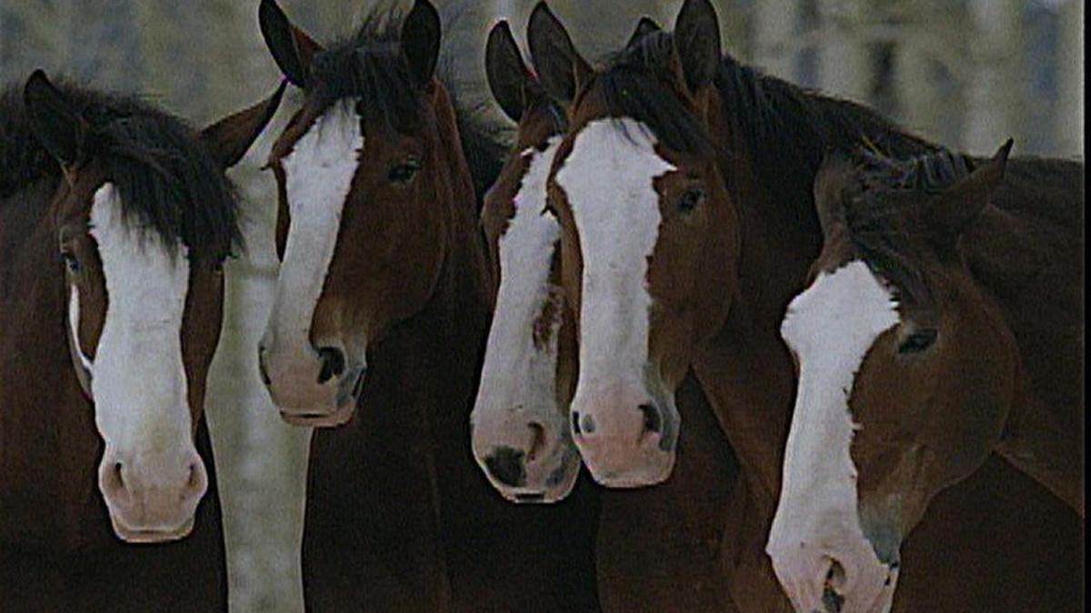 Budweiser Clydsdales.
