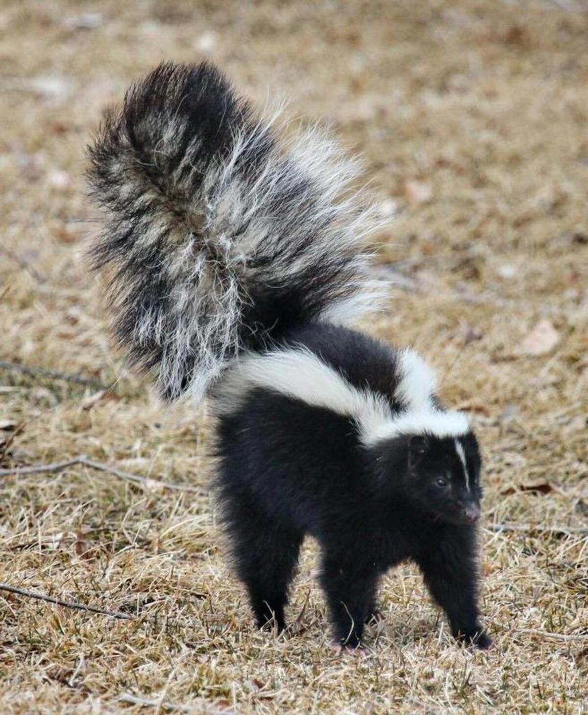 Skunks can become a more noticiable nuisance during late summer and early fall
