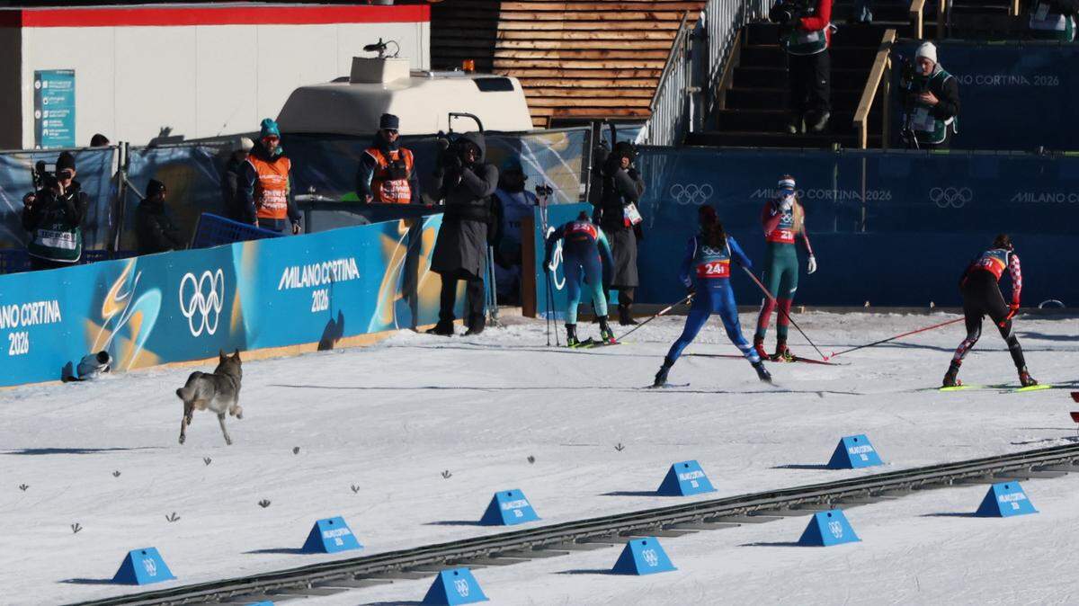 A dog wanders on the ski trail during the women's team cross country free sprint qualification event of the Milano Cortina 2026 Winter Olympic Games at Tesero Cross-Country Skiing Stadium in Lago di Tesero (Val di Fiemme), on Feb. 18, 2026.
