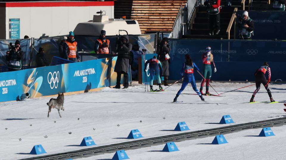 Nazgul's owner explains how dog escaped, became Olympic star | Kansas City  Star