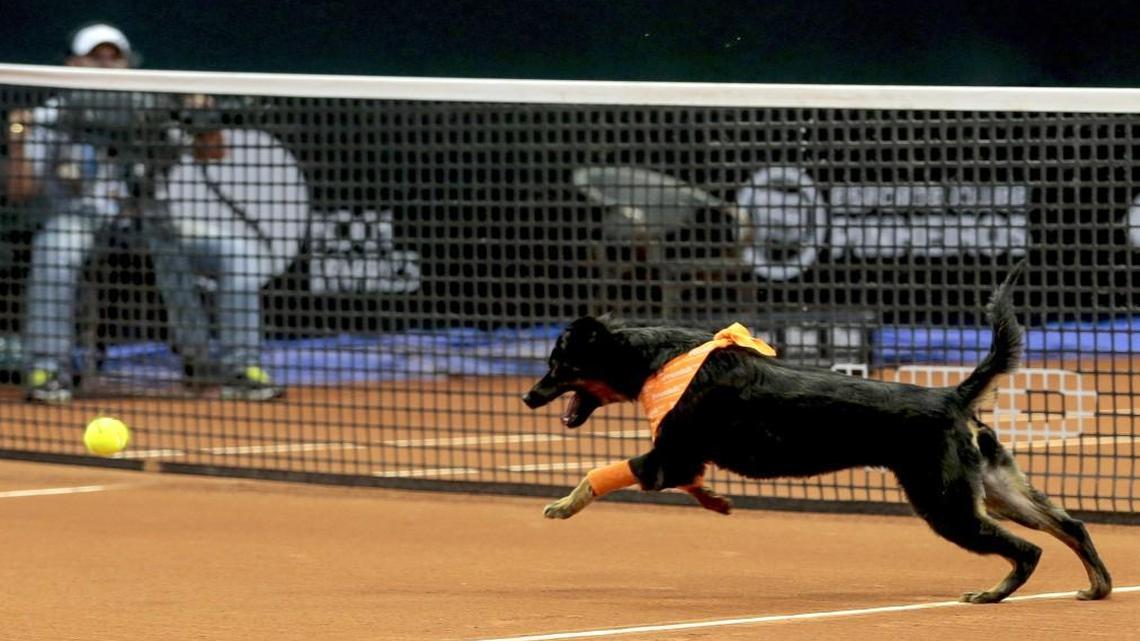 A dog ran after a tennis ball during the Brazil Open tournament in Sao Paulo, Brazil, on Thursday. Four trained shelter dogs that once roamed the streets of Sao Paulo found themselves center stage at the ATP 250 Brazil Open tournament. The unusual initiative was made to promote the adoption of abandoned street animals.
