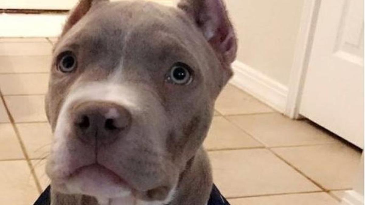 Blitz before he was dognapped.