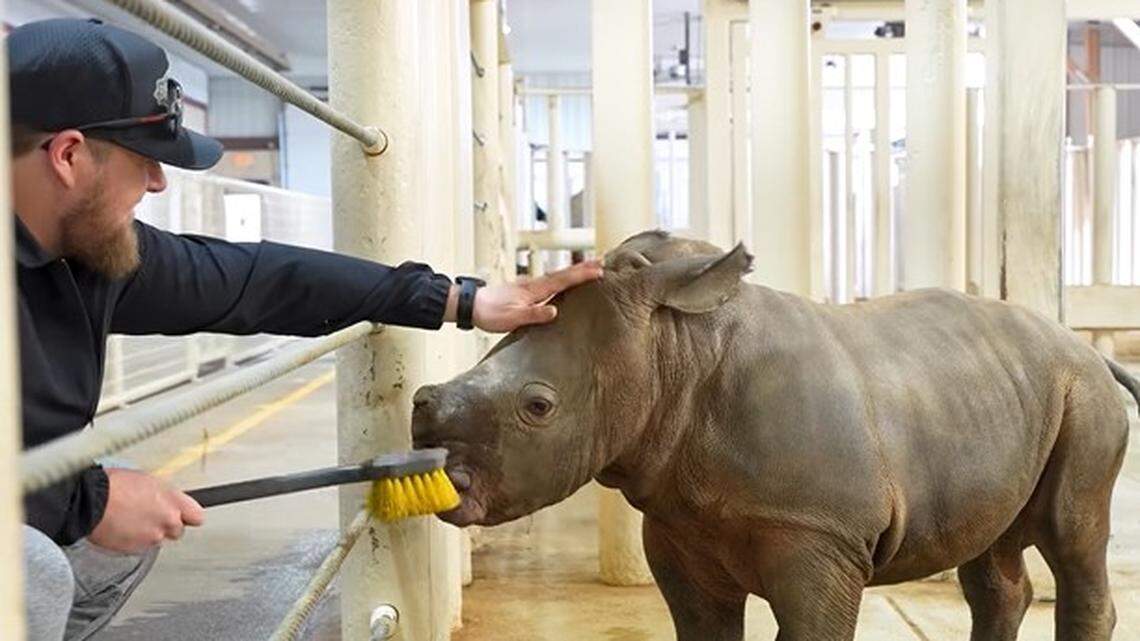 A Kansas zoo named an adorable baby rhino after Chiefs center Creed Humphrey