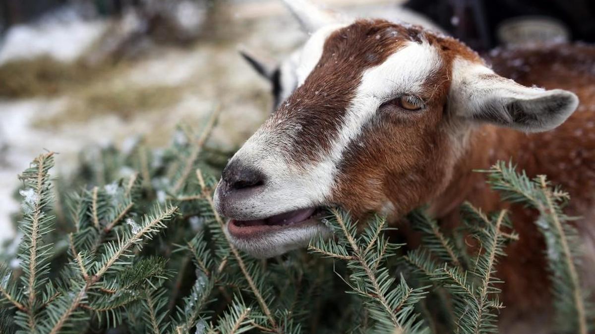 Theo Epstein did not eat this particular goat.