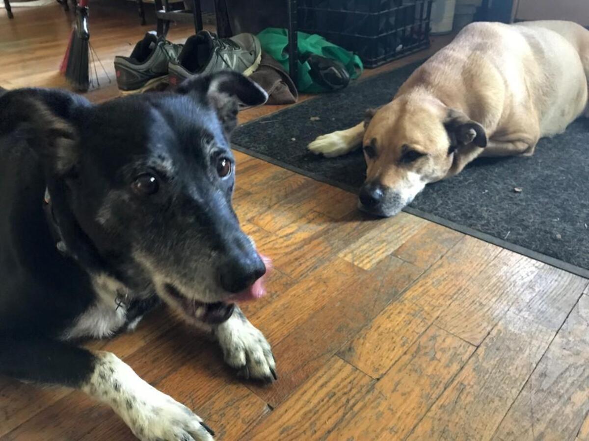That’s my “new” 9-year-old dog Calpurnia (left) and my old friend Henry.