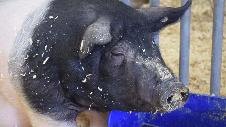 Some Chiefs fans apparently offered to bring live pigs & hogs to Sunday tailgate