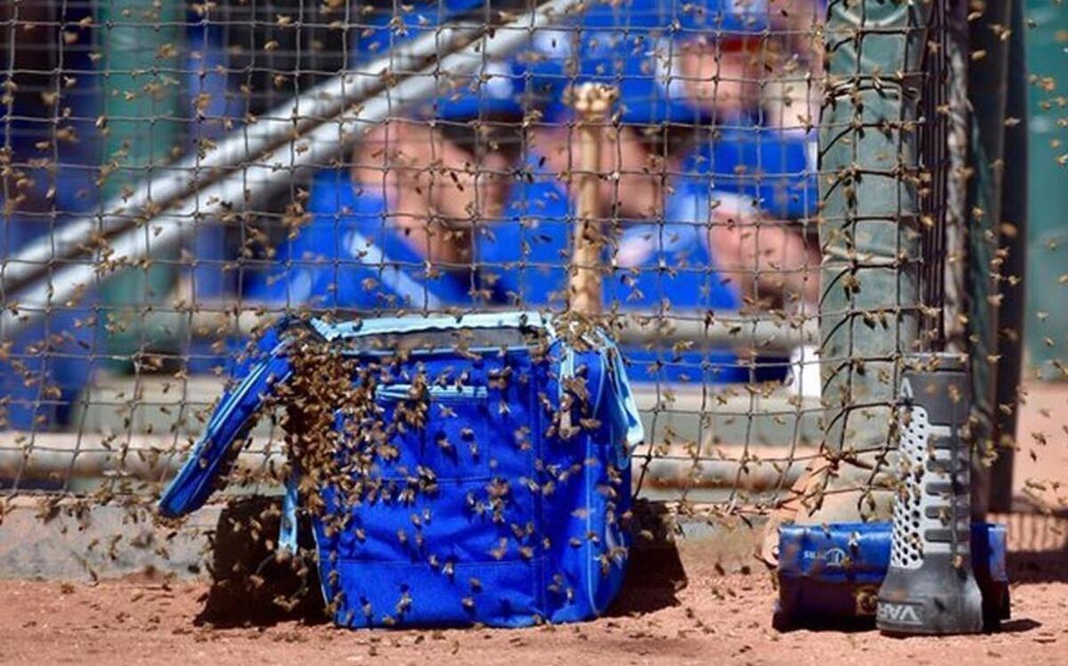 Retired beekeeper saves day as bees delay Royals spring-training game ...