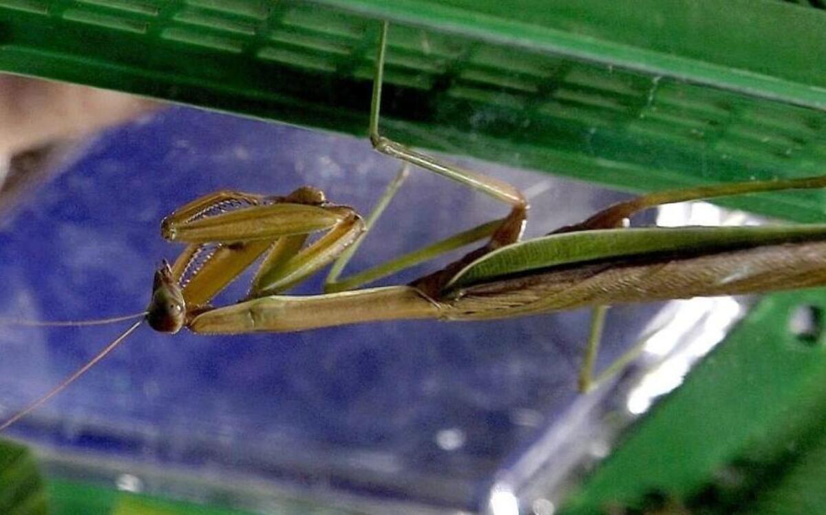 Rally Mantis Jr.