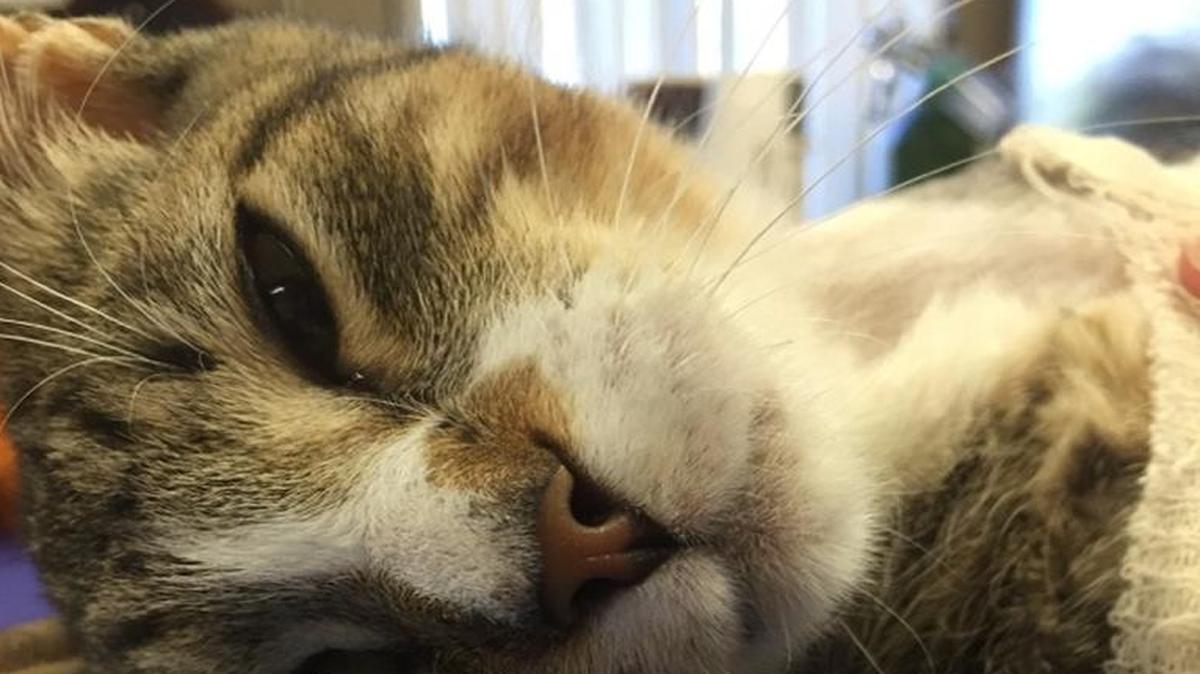 
Moose had surgery
