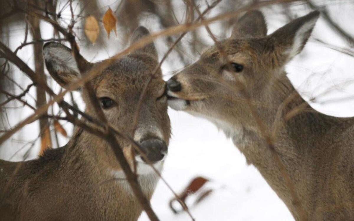 These were not the deer in question.