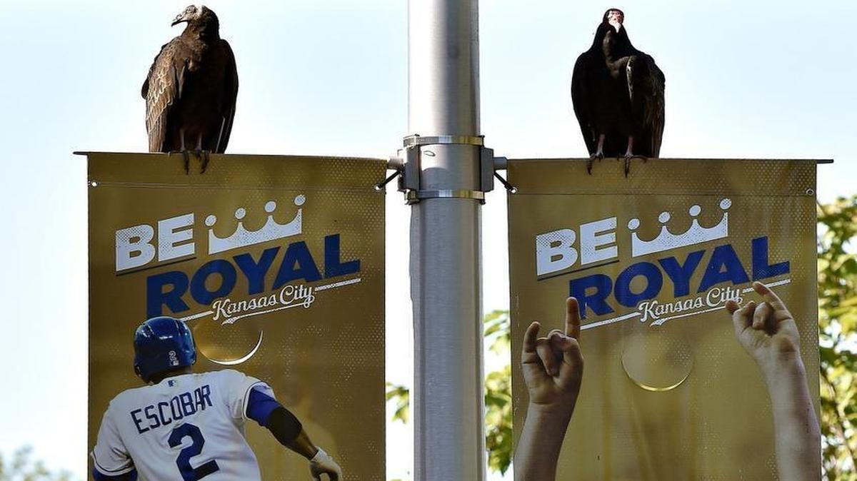 
A pair of turkey vultures sat on Kansas City Royals banners on the drive into the Truman Sports Complex before a Royals game last September.

