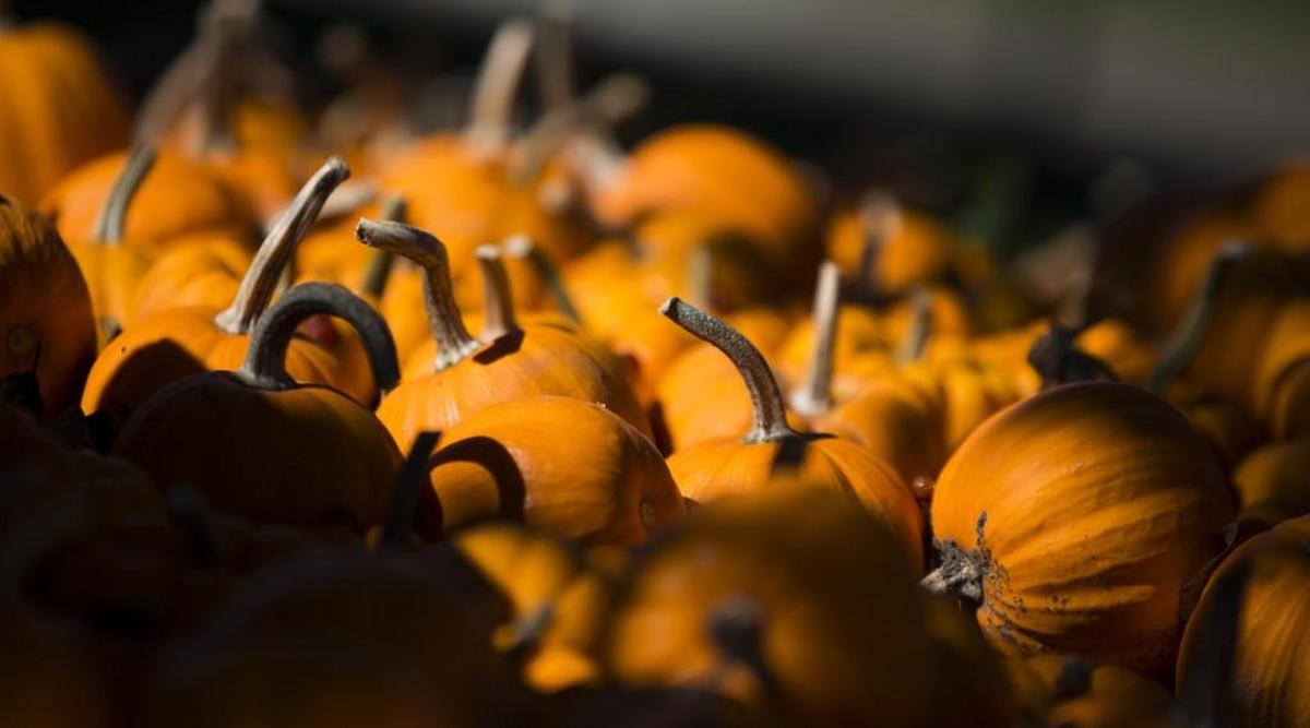 Picking season will begin this weekend at area pumpkin patches on both sides of the state line.